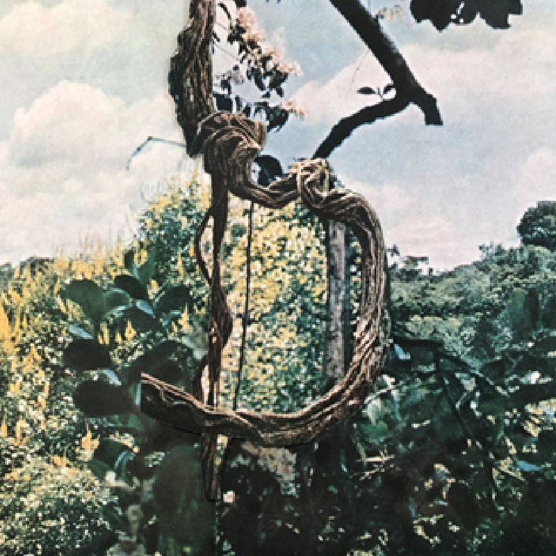 Celer + Forest Management - Landmarks