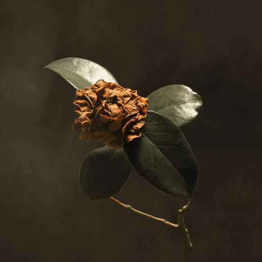 St. Paul & The Broken Bones - Young Sick Camellia (2025 Repress)