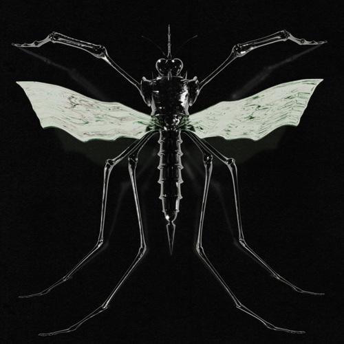 Wax Head - Gnat