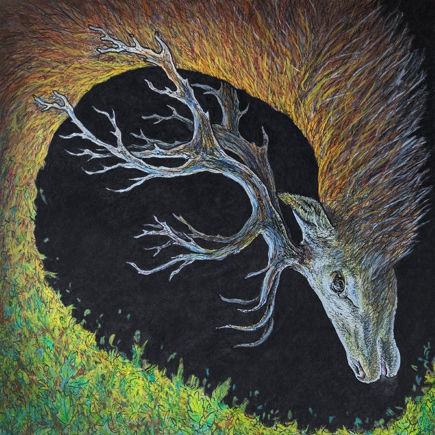 Petrels - Infangthief