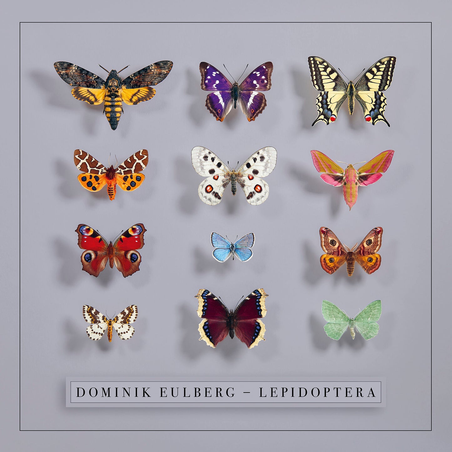Eulberg, Dominik - Lepidoptera