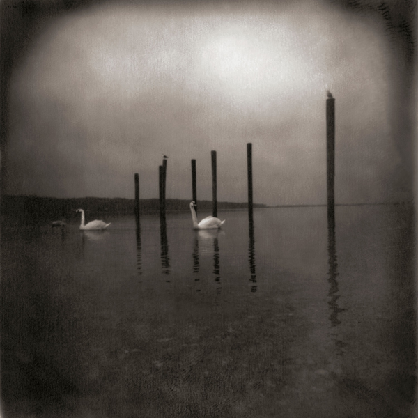 OM - Conference of the Birds